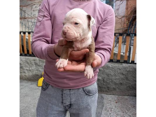 Σκύλος Pitbull